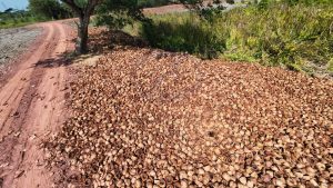 coconut shell 